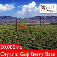 Hohe Standard-Goji-Beere / Nicht-GMO-Goji-Beere